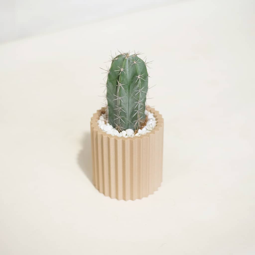 Chichipe Cactus