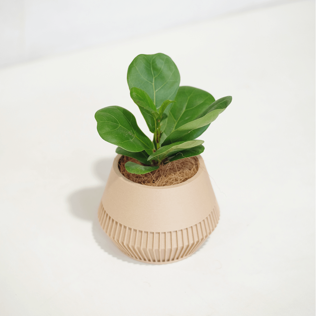 Fiddle Leaf Fig