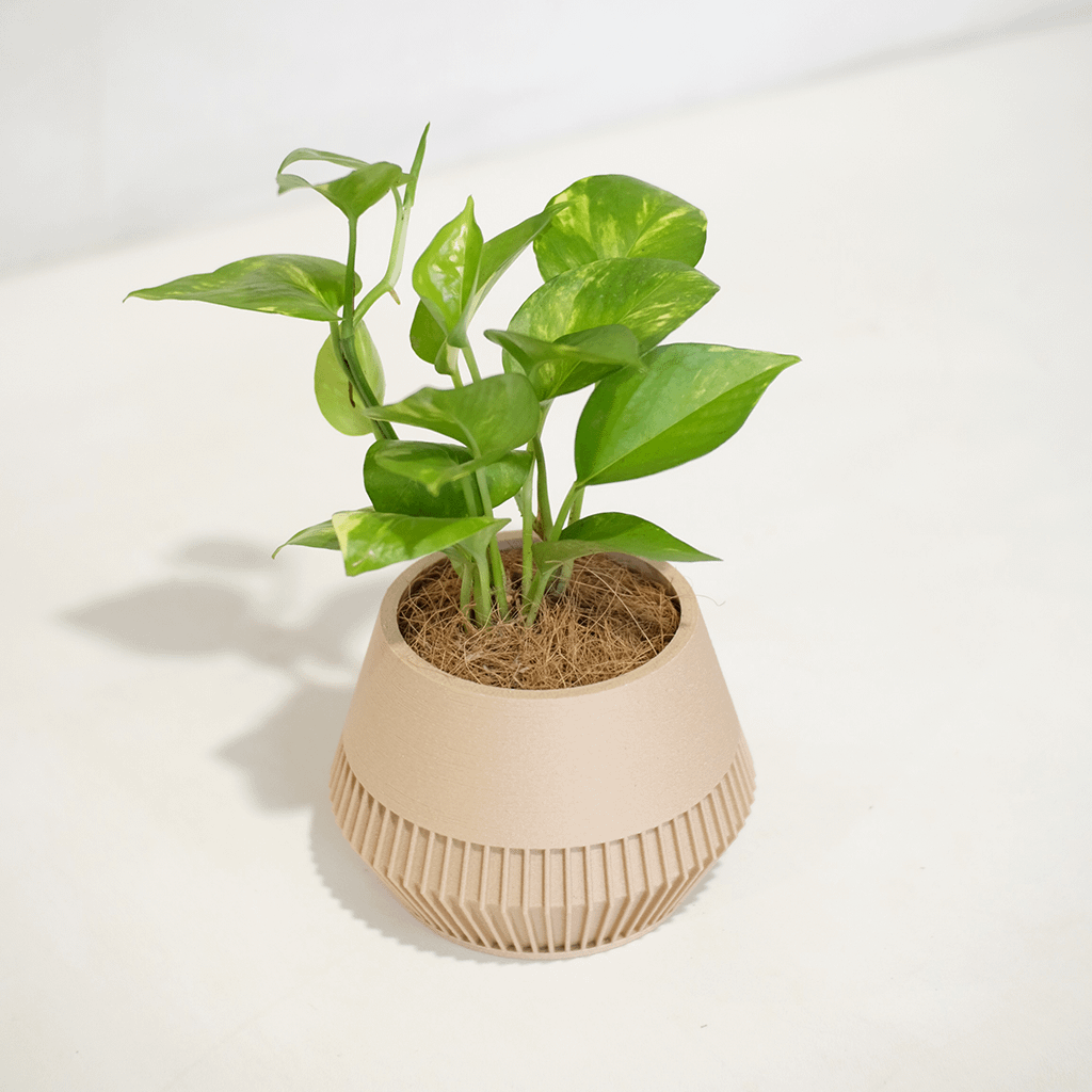 Golden Pothos