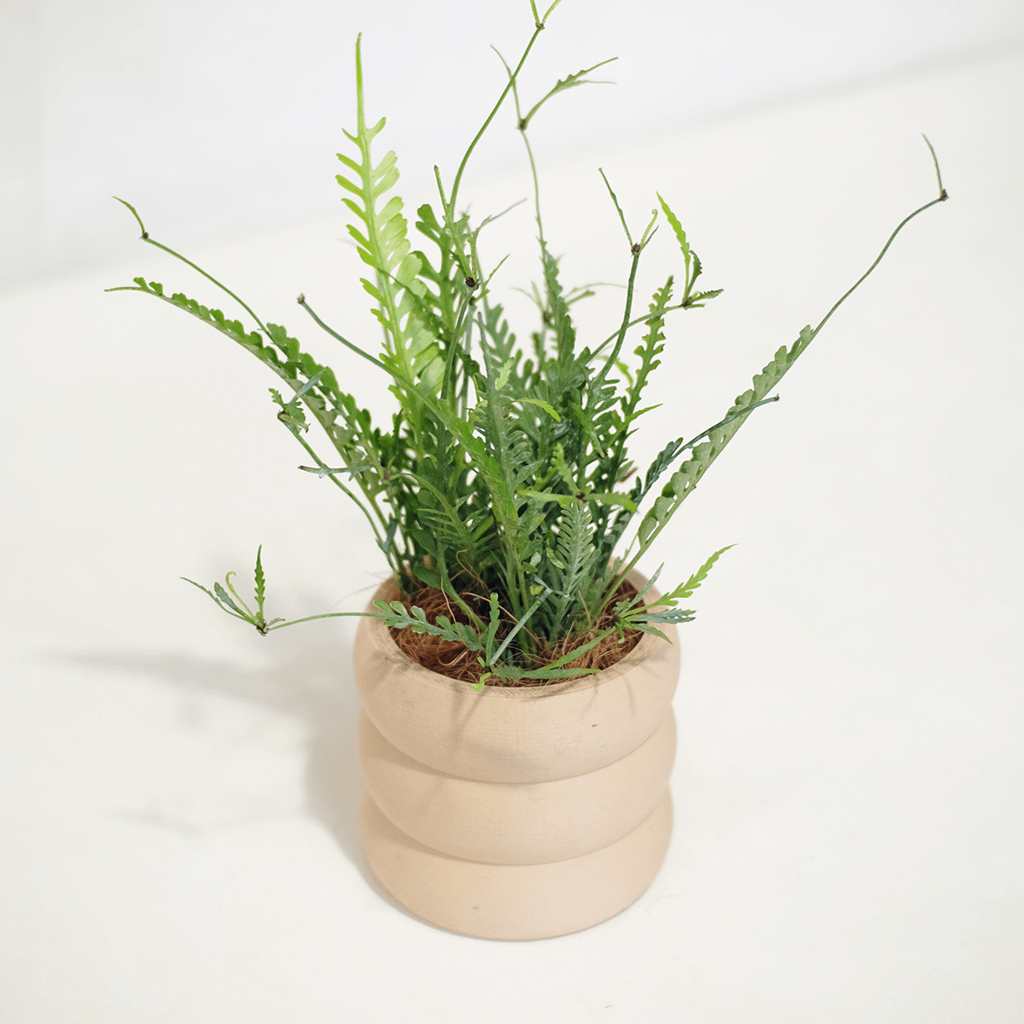 kenzoi-fern
