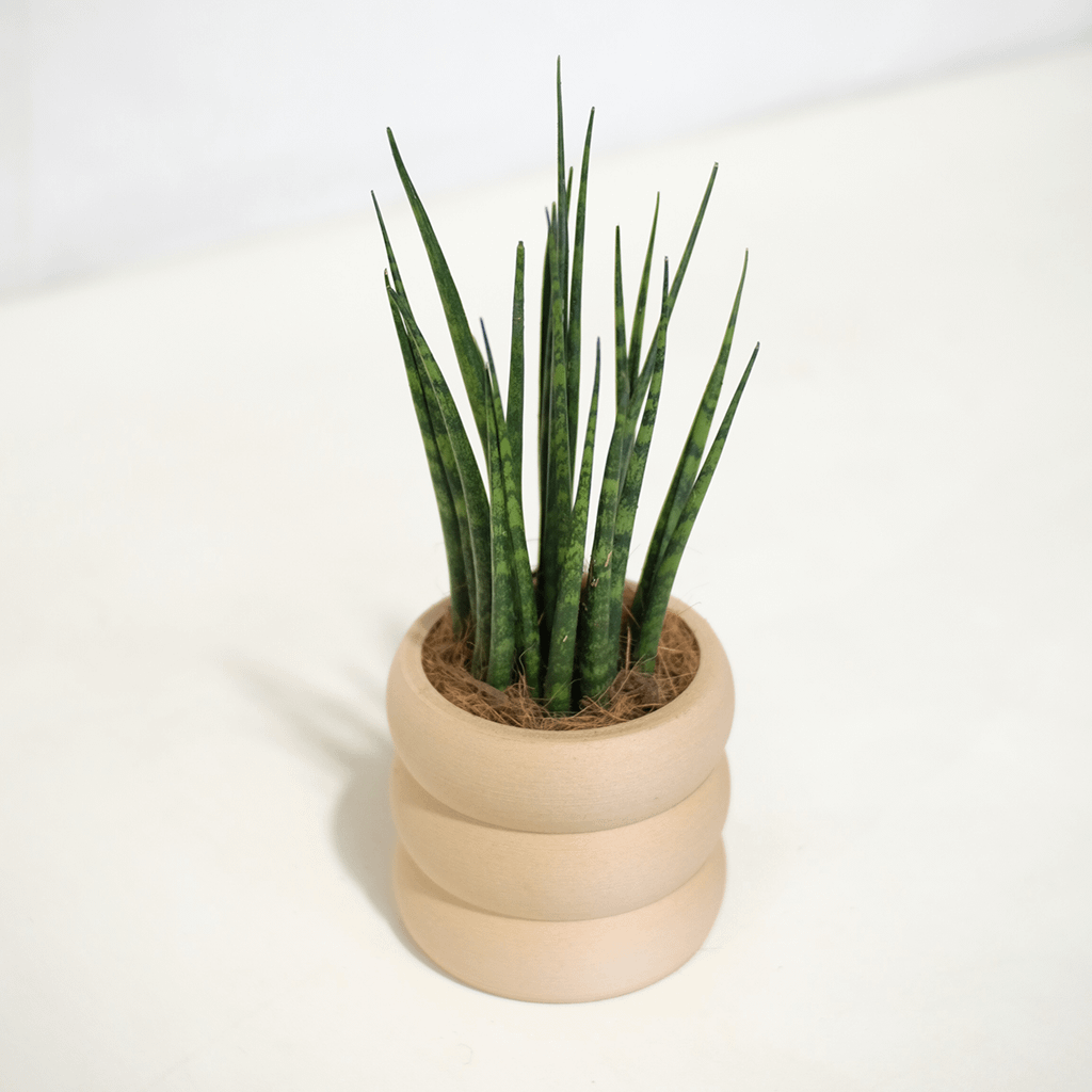 sansevieria-fernwood-mikado