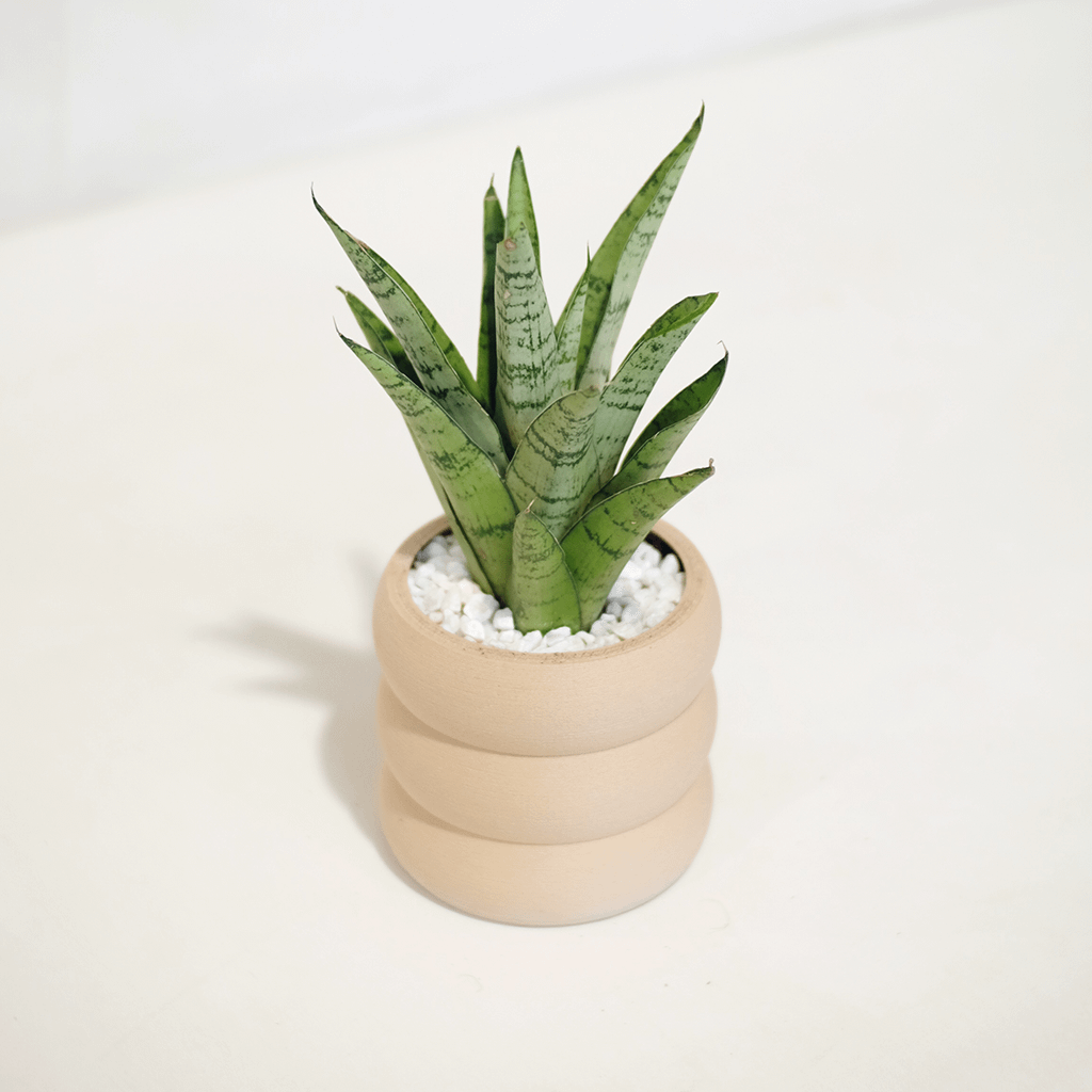 Sansevieria 'Hybrid'