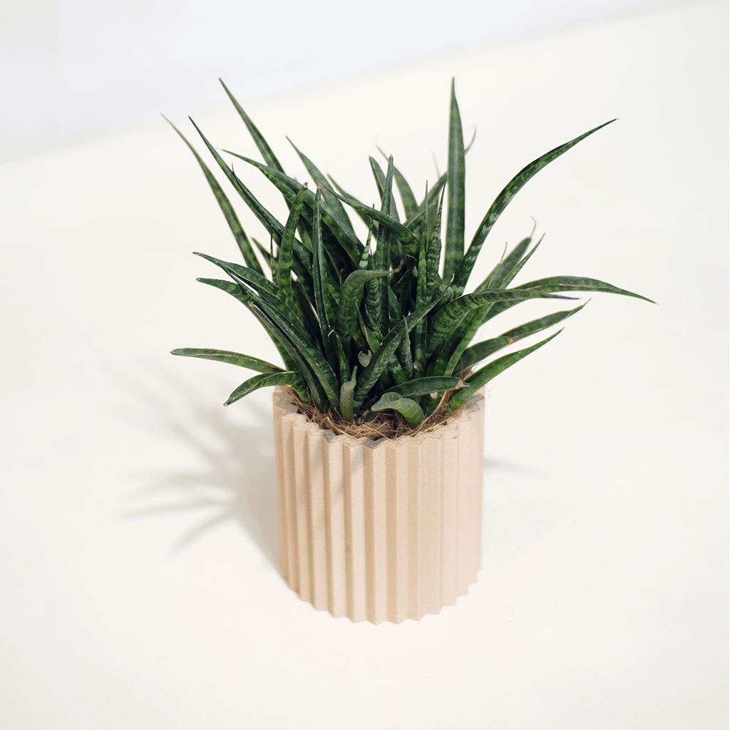 Sansevieria Punk